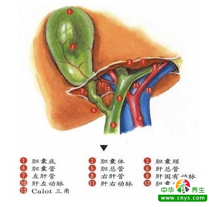 吃什么治胆结石